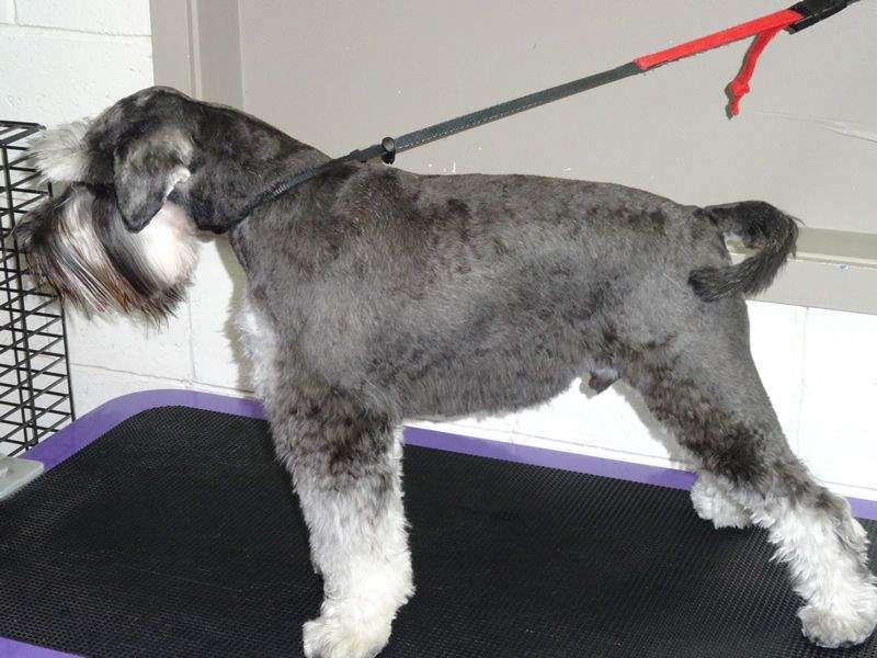The Grooming Salon Dog Grooming Brisbane Clipping Grand Designs