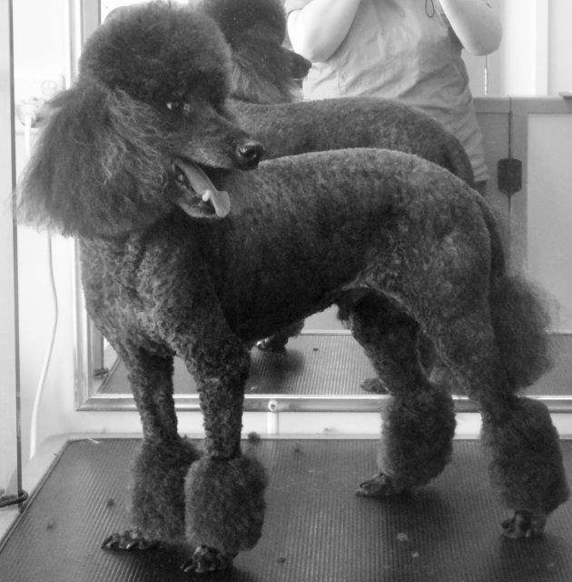 The Grooming Salon Dog Grooming Brisbane Clipping Grand Designs